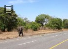 Elephant Crossing - with the emphasis on "cross"